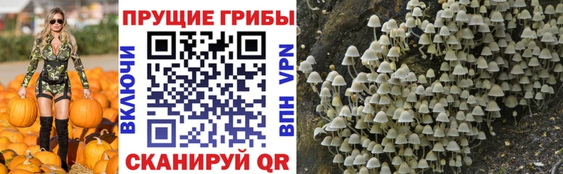 Галлюциногенные грибы Cubensis  Ессентукская 